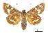  ( - CCDB-30816-H02)  @11 [ ] CreativeCommons - Attribution (2017) Jacopo Dercole Centre for Biodiversity Genomics