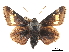  (Megathymus ursus - CCDB-30817-B03)  @11 [ ] CreativeCommons - Attribution (2017) Jacopo Dercole Centre for Biodiversity Genomics