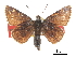  ( - CCDB-30817-B05)  @11 [ ] CreativeCommons - Attribution (2017) Jacopo Dercole Centre for Biodiversity Genomics