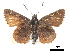  ( - CCDB-30817-B07)  @11 [ ] CreativeCommons - Attribution (2017) Jacopo Dercole Centre for Biodiversity Genomics