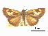  (Synapte shiva - CCDB-30817-C03)  @11 [ ] CreativeCommons - Attribution (2017) Jacopo Dercole Centre for Biodiversity Genomics