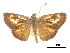  ( - CCDB-30817-C06)  @11 [ ] CreativeCommons - Attribution (2017) Jacopo Dercole Centre for Biodiversity Genomics