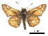  ( - CCDB-30817-E11)  @11 [ ] CreativeCommons - Attribution (2017) Jacopo Dercole Centre for Biodiversity Genomics