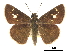  ( - CCDB-30817-F02)  @11 [ ] CreativeCommons - Attribution (2017) Jacopo Dercole Centre for Biodiversity Genomics