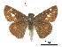  ( - CCDB-30817-F03)  @11 [ ] CreativeCommons - Attribution (2017) Jacopo Dercole Centre for Biodiversity Genomics