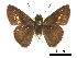  ( - CCDB-30817-F04)  @11 [ ] CreativeCommons - Attribution (2017) Jacopo Dercole Centre for Biodiversity Genomics