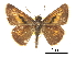  ( - CCDB-30817-F12)  @14 [ ] CreativeCommons - Attribution (2017) Jacopo Dercole Centre for Biodiversity Genomics