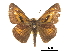  ( - CCDB-30817-G03)  @14 [ ] CreativeCommons - Attribution (2017) Jacopo Dercole Centre for Biodiversity Genomics
