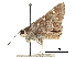  (Atrytonopsis python - CCDB-30818-A01)  @11 [ ] CreativeCommons - Attribution (2017) Jacopo Dercole Centre for Biodiversity Genomics