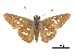  ( - CCDB-30818-A04)  @11 [ ] CreativeCommons - Attribution (2017) Jacopo Dercole Centre for Biodiversity Genomics