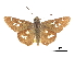  ( - CCDB-30818-A05)  @11 [ ] CreativeCommons - Attribution (2017) Jacopo Dercole Centre for Biodiversity Genomics