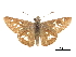  (Atrytonopsis cestus - CCDB-30818-A06)  @11 [ ] CreativeCommons - Attribution (2017) Jacopo Dercole Centre for Biodiversity Genomics