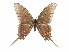  ( - CCDB-30818-A09)  @11 [ ] CreativeCommons - Attribution (2017) Jacopo Dercole Centre for Biodiversity Genomics
