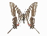  ( - CCDB-30818-A10)  @12 [ ] CreativeCommons - Attribution (2017) Jacopo Dercole Centre for Biodiversity Genomics