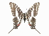  ( - CCDB-30818-A11)  @11 [ ] CreativeCommons - Attribution (2017) Jacopo Dercole Centre for Biodiversity Genomics