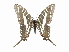  ( - CCDB-30818-A12)  @11 [ ] CreativeCommons - Attribution (2017) Jacopo Dercole Centre for Biodiversity Genomics