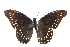  ( - CCDB-30818-B07)  @11 [ ] CreativeCommons - Attribution (2017) Jacopo Dercole Centre for Biodiversity Genomics