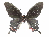  ( - CCDB-30818-B12)  @11 [ ] CreativeCommons - Attribution (2017) Jacopo Dercole Centre for Biodiversity Genomics