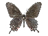  ( - CCDB-30818-C02)  @11 [ ] CreativeCommons - Attribution (2017) Jacopo Dercole Centre for Biodiversity Genomics
