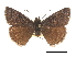  ( - CCDB-30818-C06)  @11 [ ] CreativeCommons - Attribution (2017) Jacopo Dercole Centre for Biodiversity Genomics
