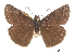  ( - CCDB-30818-D07)  @11 [ ] CreativeCommons - Attribution (2017) Jacopo Dercole Centre for Biodiversity Genomics