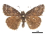  ( - CCDB-30818-D08)  @11 [ ] CreativeCommons - Attribution (2017) Jacopo Dercole Centre for Biodiversity Genomics