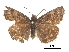  ( - CCDB-30818-D09)  @11 [ ] CreativeCommons - Attribution (2017) Jacopo Dercole Centre for Biodiversity Genomics