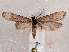  ( - CCDB-30818-F10)  @11 [ ] CreativeCommons - Attribution Non-Commercial Share-Alike (2017) E.H.Metzler Smithsonian Institution National Museum