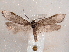  ( - CCDB-30818-F11)  @11 [ ] CreativeCommons - Attribution Non-Commercial Share-Alike (2017) E.H.Metzler Smithsonian Institution National Museum