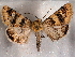  ( - CCDB-30818-G05)  @14 [ ] CreativeCommons - Attribution Non-Commercial Share-Alike (2017) E.H.Metzler Smithsonian Institution National Museum
