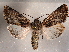  ( - CCDB-30818-H08)  @11 [ ] CreativeCommons - Attribution Non-Commercial Share-Alike (2017) E.H.Metzler Smithsonian Institution National Museum