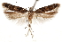  (Chionodes innox - CCDB-31099-A09)  @11 [ ] CreativeCommons - Attribution (2018) CBG Photography Group Centre for Biodiversity Genomics