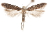  (Chionodes phalacrus - CCDB-31099-A12)  @11 [ ] CreativeCommons - Attribution (2018) CBG Photography Group Centre for Biodiversity Genomics