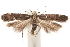  ( - CCDB-31099-B02)  @11 [ ] CreativeCommons - Attribution (2018) CBG Photography Group Centre for Biodiversity Genomics