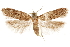  ( - CCDB-31099-C01)  @11 [ ] CreativeCommons - Attribution (2018) CBG Photography Group Centre for Biodiversity Genomics