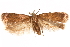  (Chionodes fluvialella - CCDB-31099-C05)  @11 [ ] CreativeCommons - Attribution (2018) CBG Photography Group Centre for Biodiversity Genomics