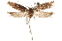  ( - CCDB-31099-D09)  @11 [ ] CreativeCommons - Attribution (2018) CBG Photography Group Centre for Biodiversity Genomics