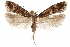  ( - CCDB-31099-E02)  @11 [ ] CreativeCommons - Attribution (2018) CBG Photography Group Centre for Biodiversity Genomics