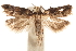  ( - CCDB-31099-E06)  @11 [ ] CreativeCommons - Attribution (2018) CBG Photography Group Centre for Biodiversity Genomics