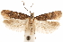  (Chionodes chlorocephata - CCDB-31099-E08)  @11 [ ] CreativeCommons - Attribution (2018) CBG Photography Group Centre for Biodiversity Genomics