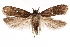  ( - CCDB-31099-F06)  @11 [ ] CreativeCommons - Attribution (2018) CBG Photography Group Centre for Biodiversity Genomics