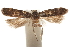  (Chionodes drapeta - CCDB-31099-G03)  @11 [ ] CreativeCommons - Attribution (2018) CBG Photography Group Centre for Biodiversity Genomics