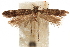  ( - CCDB-31099-G07)  @11 [ ] CreativeCommons - Attribution (2018) CBG Photography Group Centre for Biodiversity Genomics