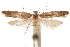 (Chionodes sannio - CCDB-31099-G11)  @11 [ ] CreativeCommons - Attribution (2018) CBG Photography Group Centre for Biodiversity Genomics