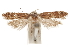  (Chionodes pavor - CCDB-31099-H05)  @11 [ ] CreativeCommons - Attribution (2018) CBG Photography Group Centre for Biodiversity Genomics