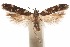  ( - CCDB-31099-H11)  @11 [ ] CreativeCommons - Attribution (2018) CBG Photography Group Centre for Biodiversity Genomics