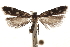  (Chionodes naevus - CCDB-31100-A01)  @11 [ ] CreativeCommons - Attribution (2018) CBG Photography Group Centre for Biodiversity Genomics
