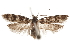  ( - CCDB-31100-A06)  @11 [ ] CreativeCommons - Attribution (2018) CBG Photography Group Centre for Biodiversity Genomics