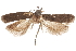  (Chionodes paralogella - CCDB-31100-C02)  @11 [ ] CreativeCommons - Attribution (2018) CBG Photography Group Centre for Biodiversity Genomics