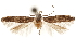  ( - CCDB-31100-D02)  @11 [ ] CreativeCommons - Attribution (2018) CBG Photography Group Centre for Biodiversity Genomics